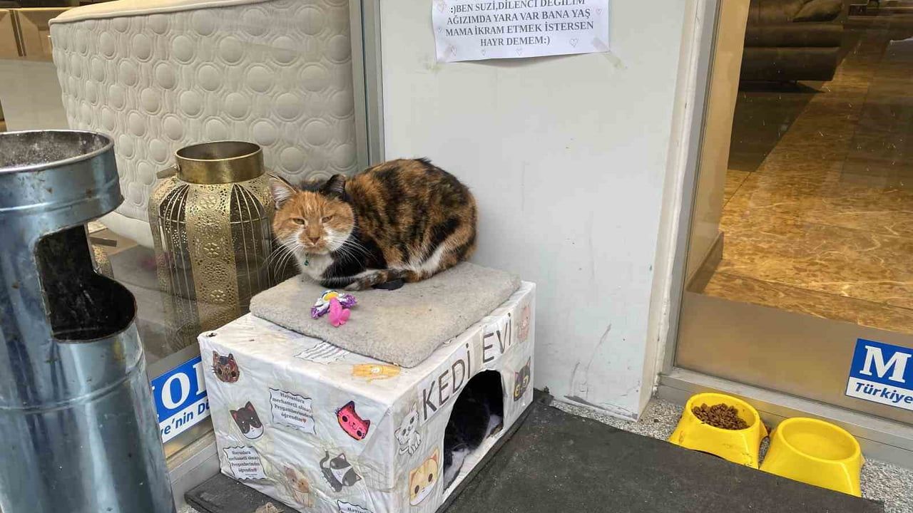 Eskişehir'de işletme önünde beslenen kedi için asılan not: 'Ben Suzi, dilenci değilim'