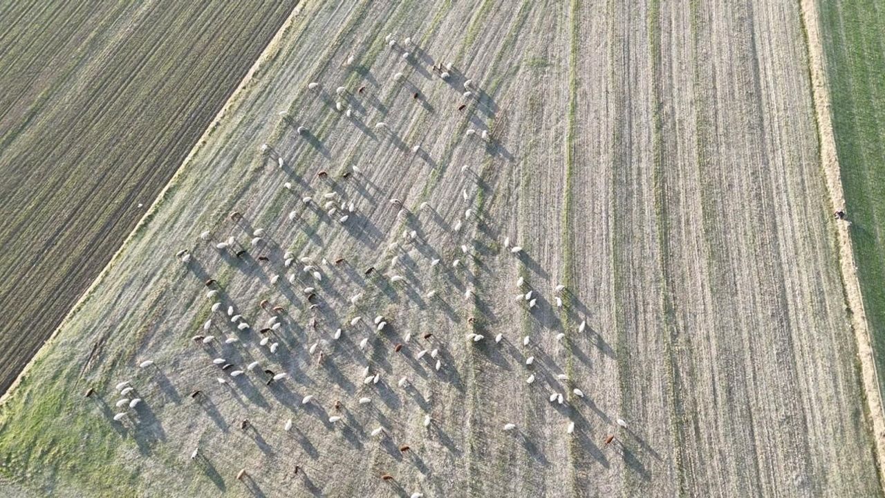 Eskişehir'de koyunlar mevsim normallerinin üzerinde seyreden havada kırlarda otlamaya devam ediyor