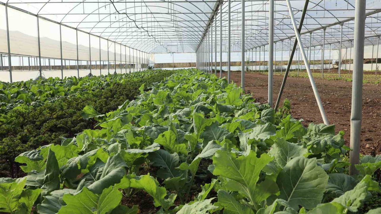 Eskişehir'de organik tarım denetimi: 8 numunede kalıntı tespit edilmedi