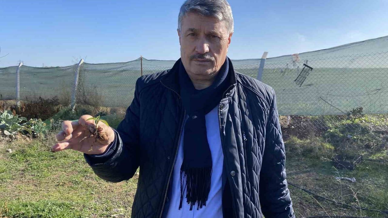 Eskişehir'de salep üretimi canlanıyor: ESOGÜ çalışmaları bölgeyi yüksek verimli üretim alanı olarak işaret ediyor