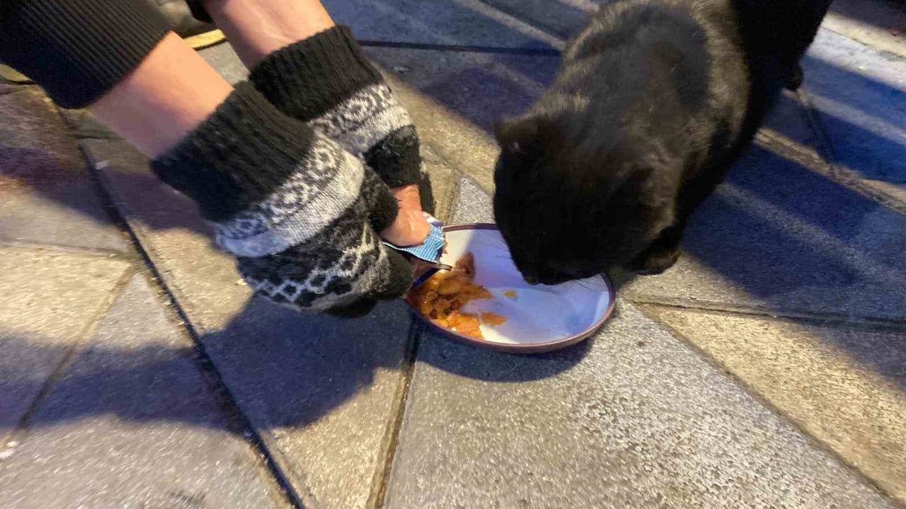 Eskişehir'de taksi durağı çalışanları sokak hayvanlarını kendi ceplerinden besliyor