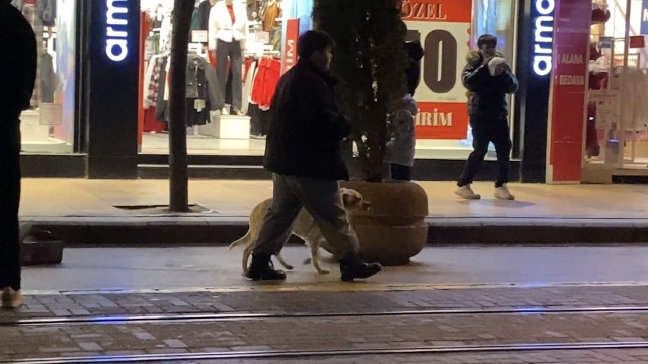 Eskişehir'de Tasmalı Evcil Köpek, Üç Sokak Köpeğinin Ortasında Kaldı