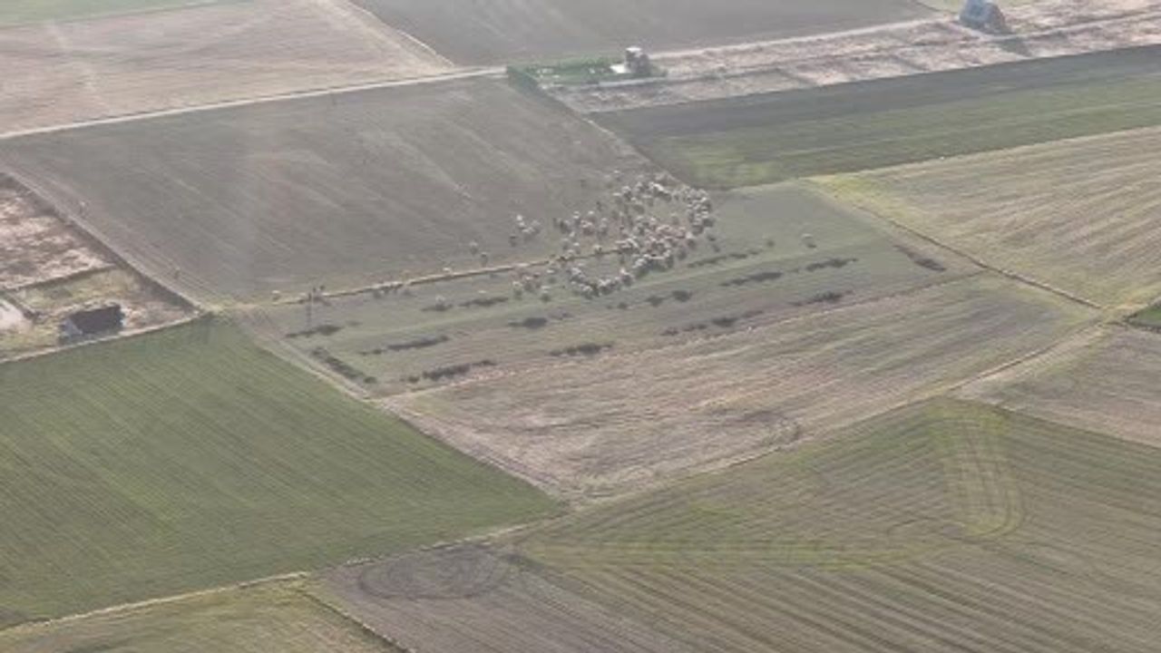 Eskişehir'de yumuşak kış çobanları sürülerini hâlâ kırlarda tutuyor