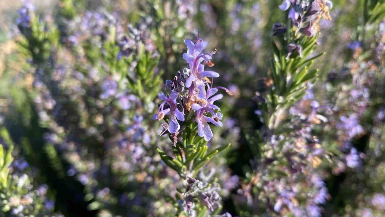 ESOGÜ 10 yıllık seleksiyonla Eskişehir’de biberiye üretimini mümkün kıldı