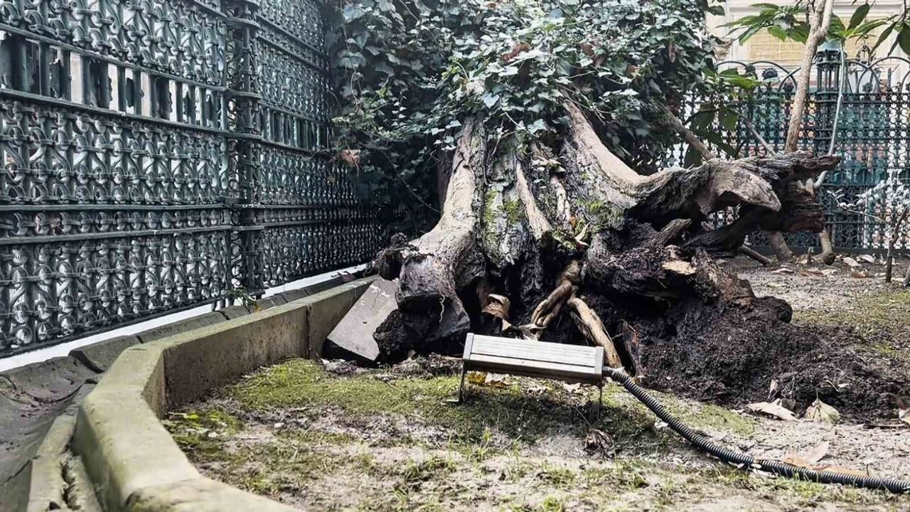 Eyüp Sultan Camii avlusunda ağaç devrildi; kimsenin olmaması olası facianın önüne geçti