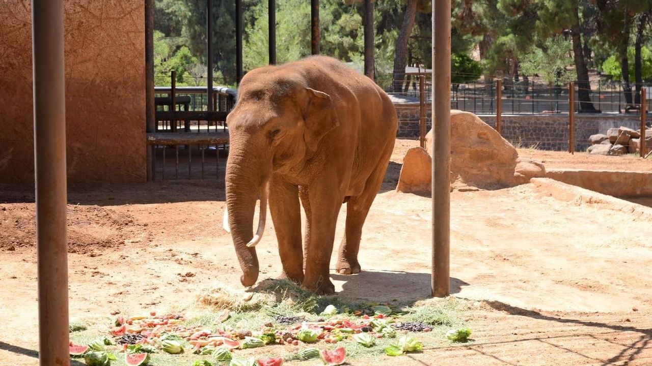 Fatma Şahin, Ali Mahir Başarır'ın Gabi iddiasını yalanladı ve parka davet etti