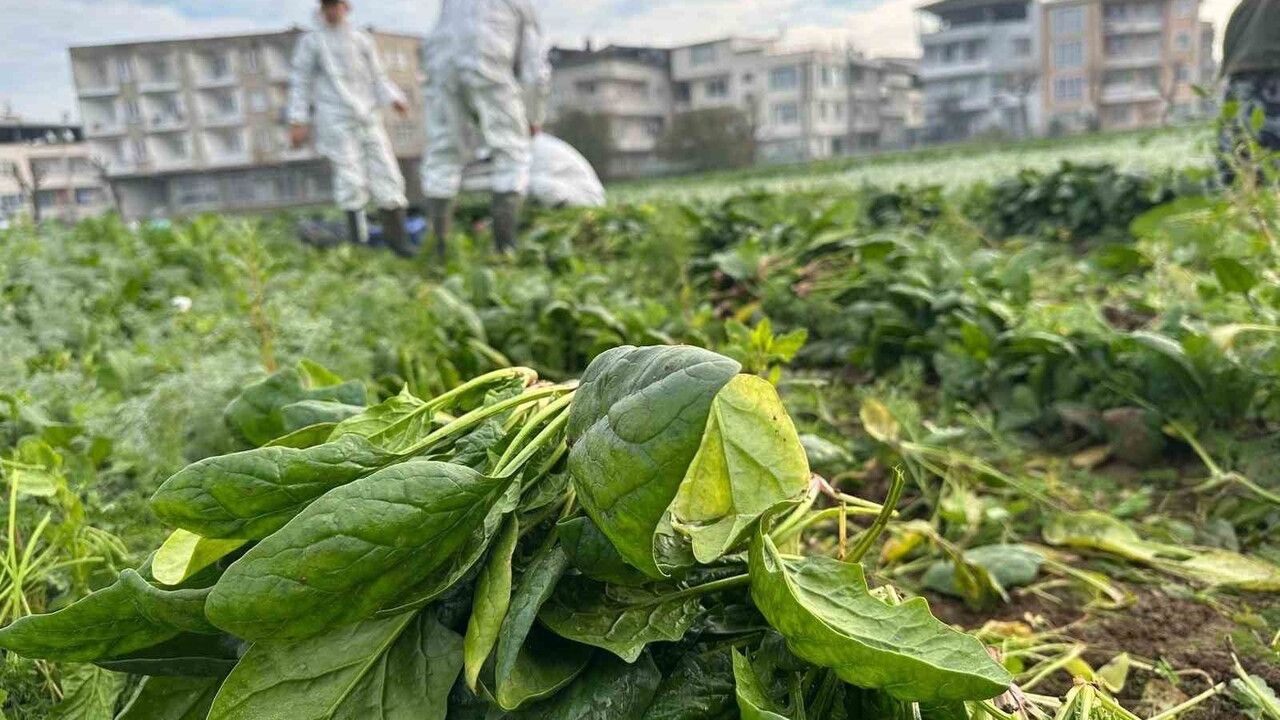 Gazi Tarım ata tohumlarıyla kimyasal kullanmadan üretip Kent Lokantası'na tedarik ediyor