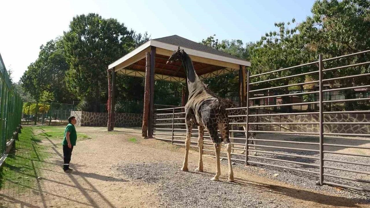Gaziantep Doğal Yaşam Parkı’nın maskotu zürafa 32 yaşında hayatını kaybetti