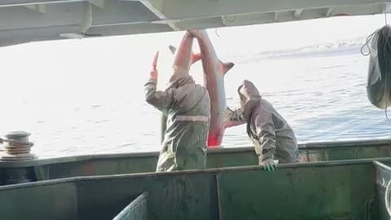 Gelibolu açıklarında ağlara takılan 2 'kamçı kuyruk' köpek balığı denize geri bırakıldı