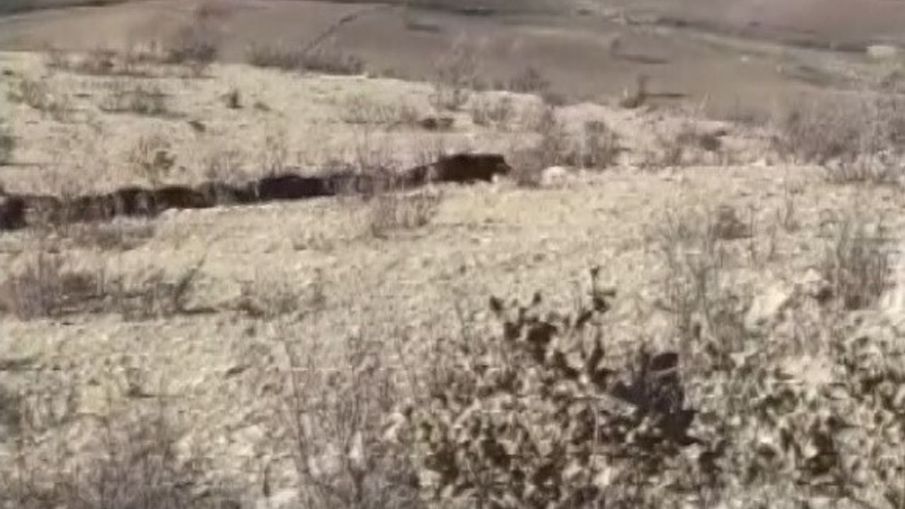 Gercüş'te sürü halinde dolaşan domuzlar çiftçileri tedirgin ediyor