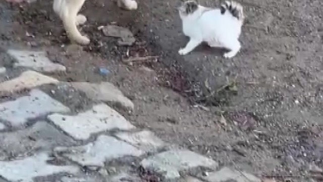Gercüş'te yavru kedi ile yavru köpeğin sevimli kavgası cep telefonu kamerasında