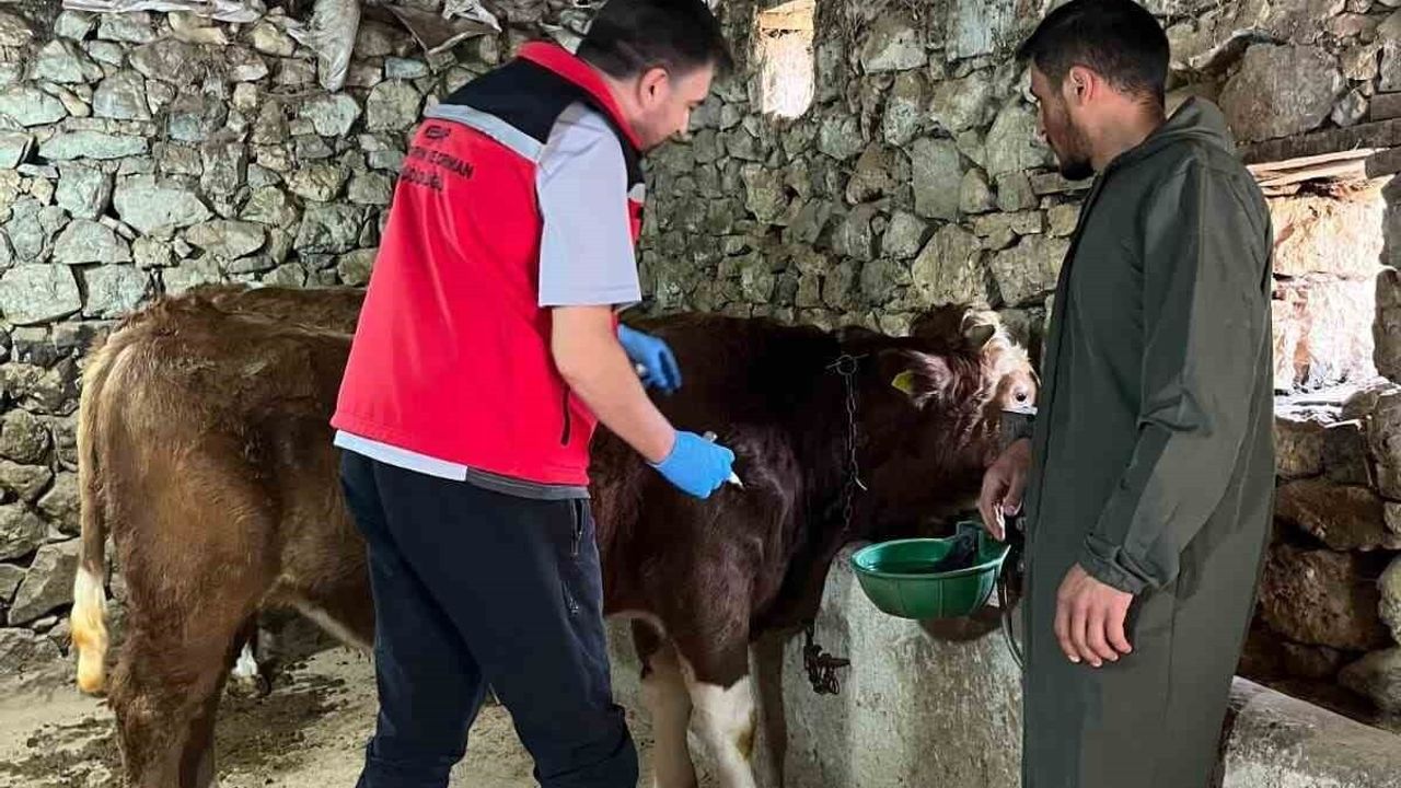 Giresun'da 2025'te 450 binden fazla hayvan çeşitli hastalıklara karşı aşılandı