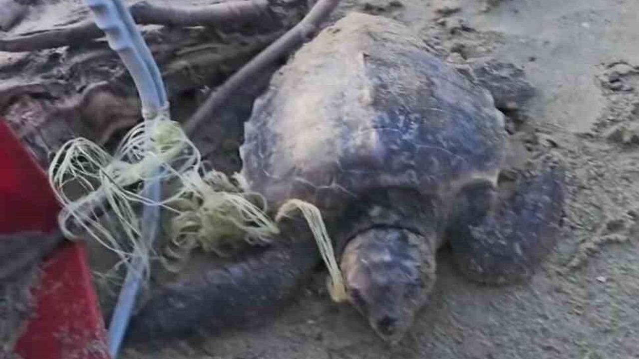 Gökçeada'da misina ve ipe dolanan caretta caretta vatandaşlar tarafından kurtarıldı