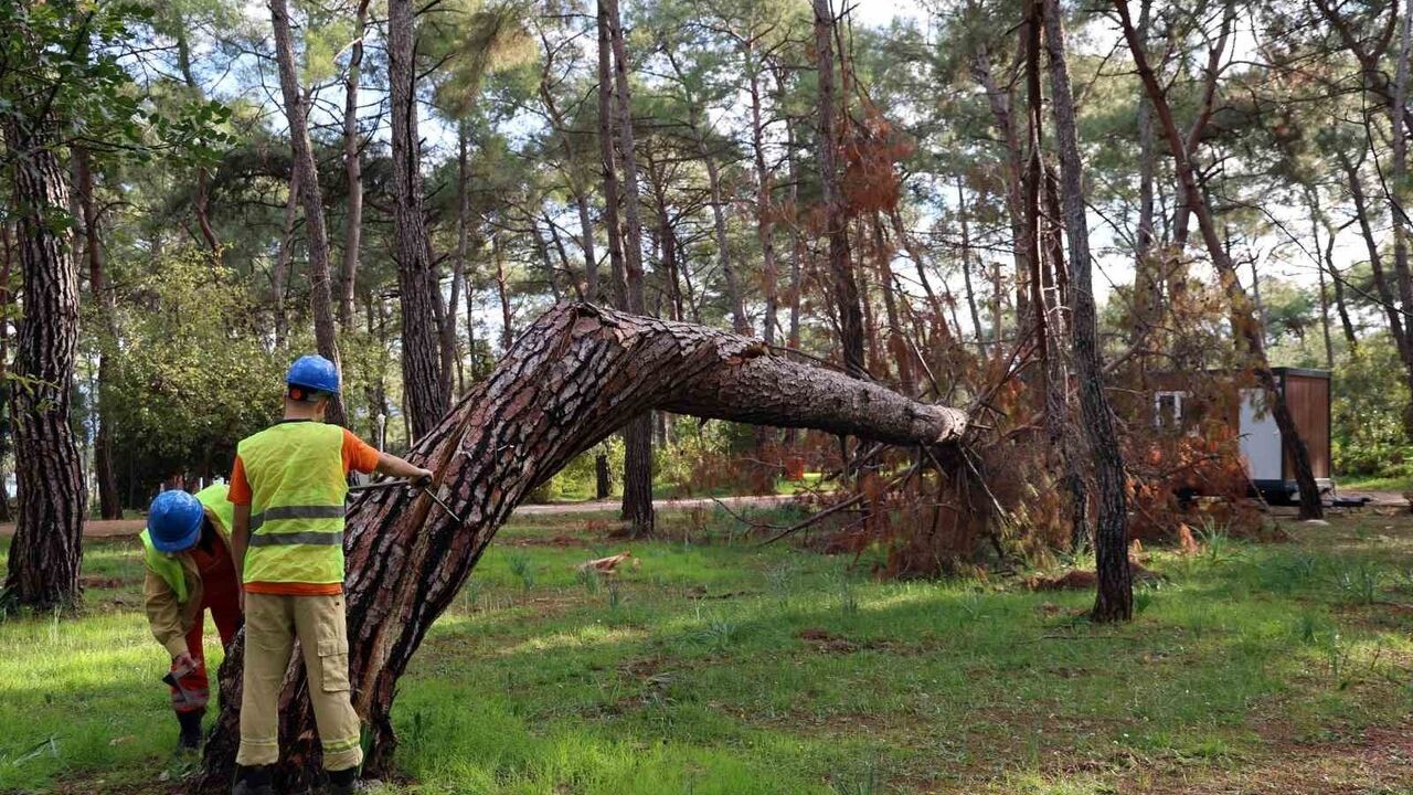 Gökova Konaklamalı Orman Parkı'nda kuruyan ve riskli ağaçlar işaretlenip kontrollü kesime hazırlanıyor