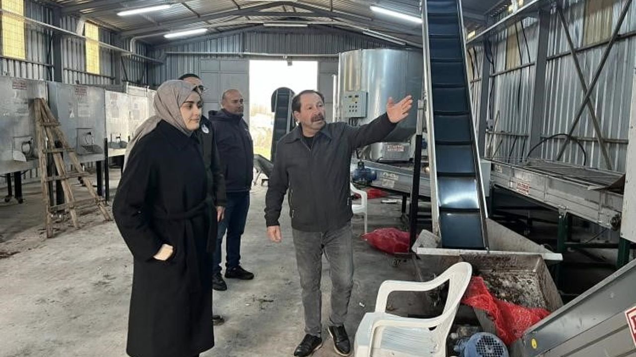 Gölpazarı'nda ceviz üretim zinciri güçleniyor: İşleme tesisi katma değer sağlıyor