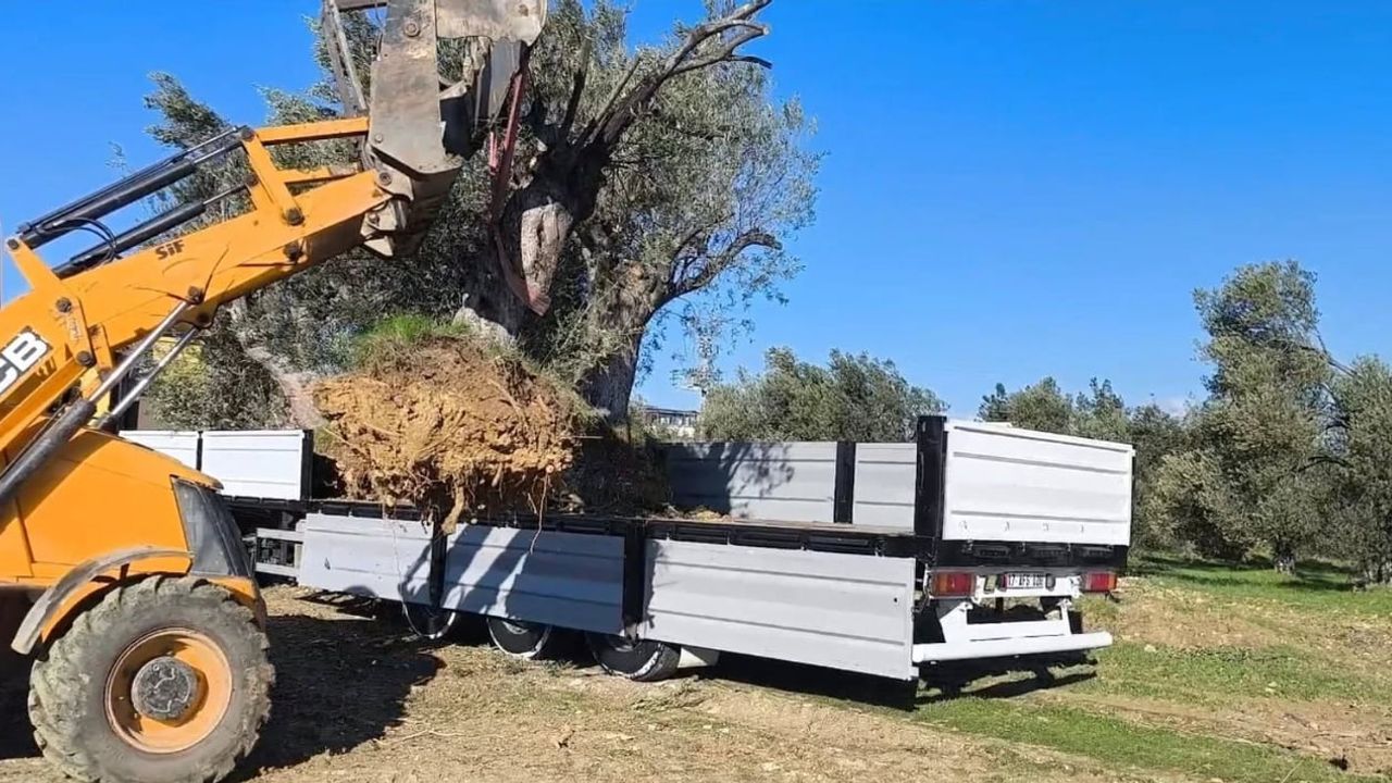 Gömeç İlçe Tarım ve Orman Müdürlüğü uyarıyor: Zeytin ağaçlarının izinsiz söküm ve taşınması yasak