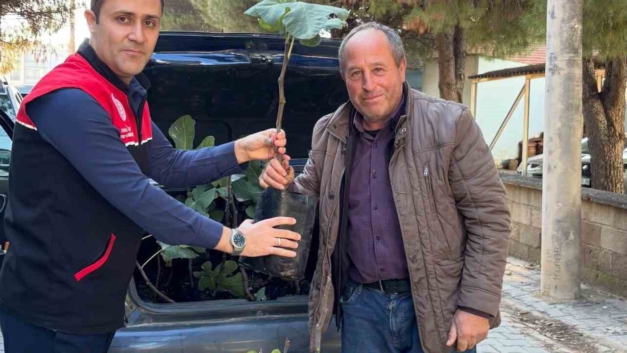 Gömeç’te incir üretimini güçlendirme adımı: 499 sertifikalı fidan dağıtıldı