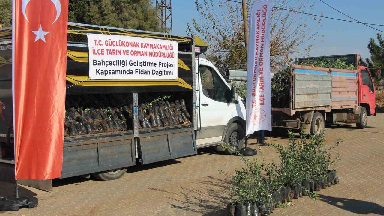Güçlükonak'ta 'Bahçeciliği Geliştirme Projesi' kapsamında 4 bin zeytin fidanı dağıtıldı