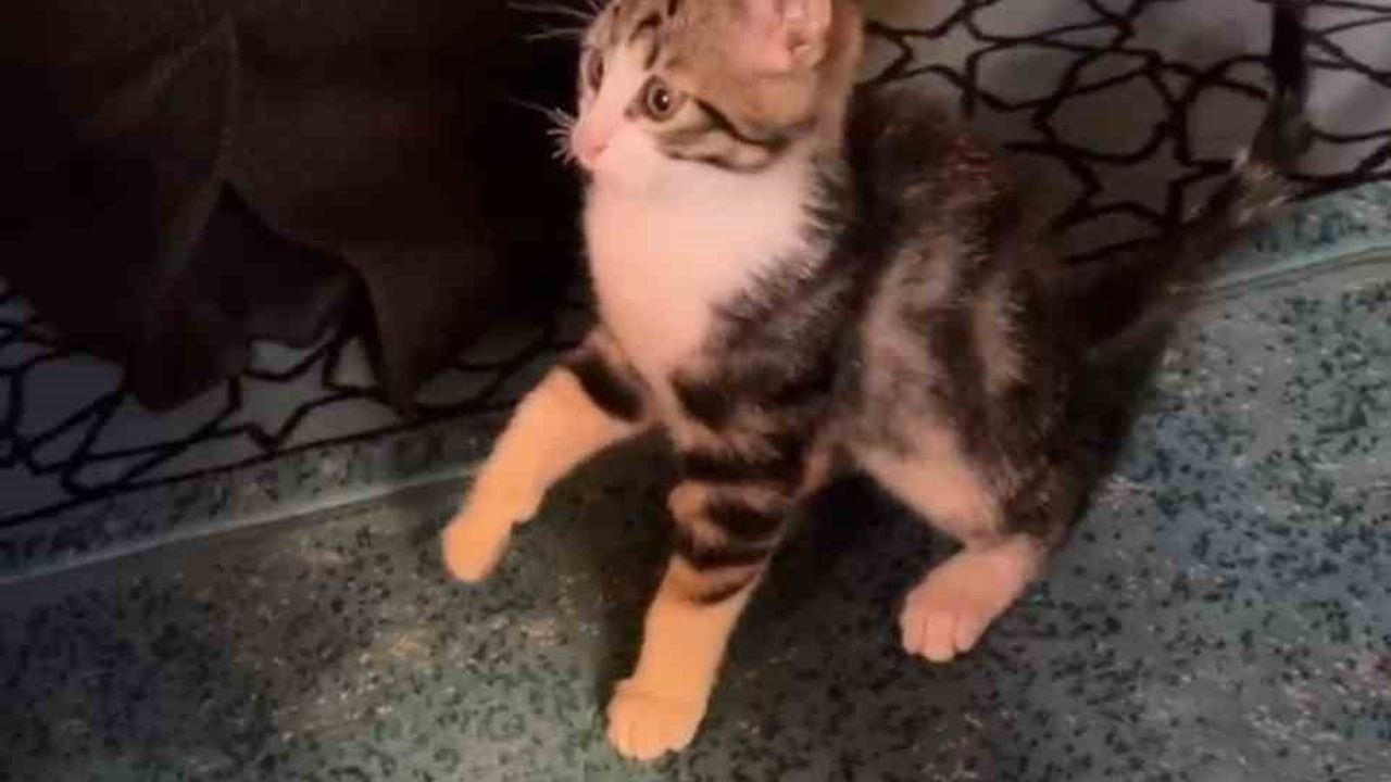 Gümüşhane'de Karşıyaka Camii'ne giren yavru kedi vaaz sırasında cemaatle oyun oynadı