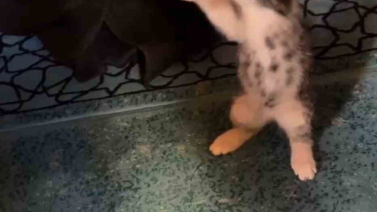 Gümüşhane'de Kemaliye Camii'ne giren yavru kedi vaaz sırasında cemaatle oynadı