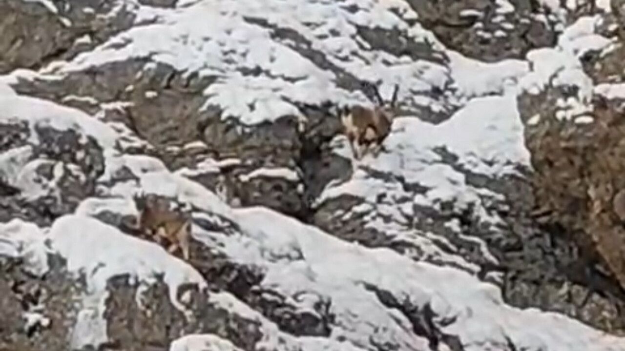 Güzeldere Geçidi'nin Karlı Yamaçlarında Dağ Keçileri Görüntülendi