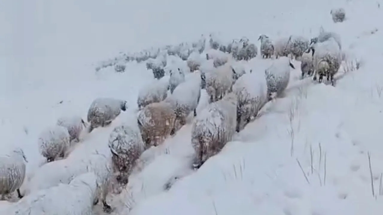 Hakkari Yüksekova'da Bağdaş Köyü'ne Koyun Sürüsünün Zorlu Yolculuğu