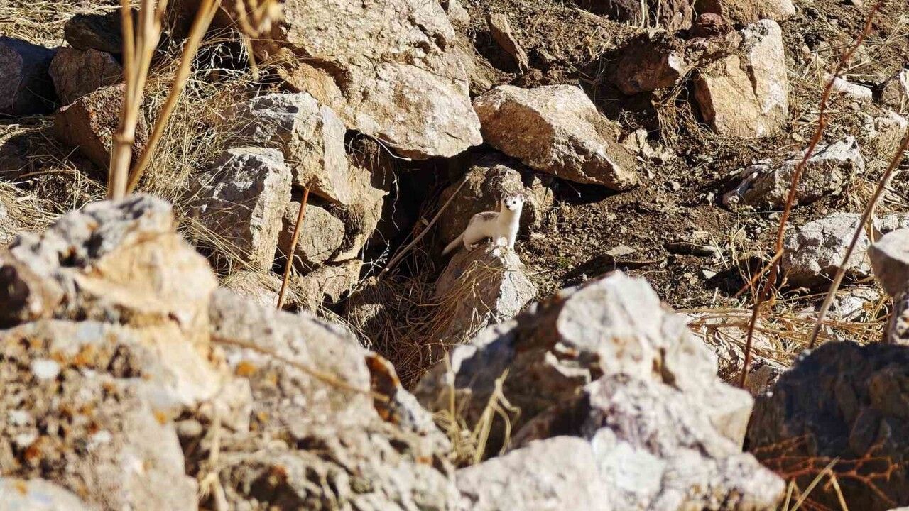 Hakkarili dağcılar Gene Zor Tepesi'nde nesli tükenme tehlikesindeki gelinciği görüntüledi
