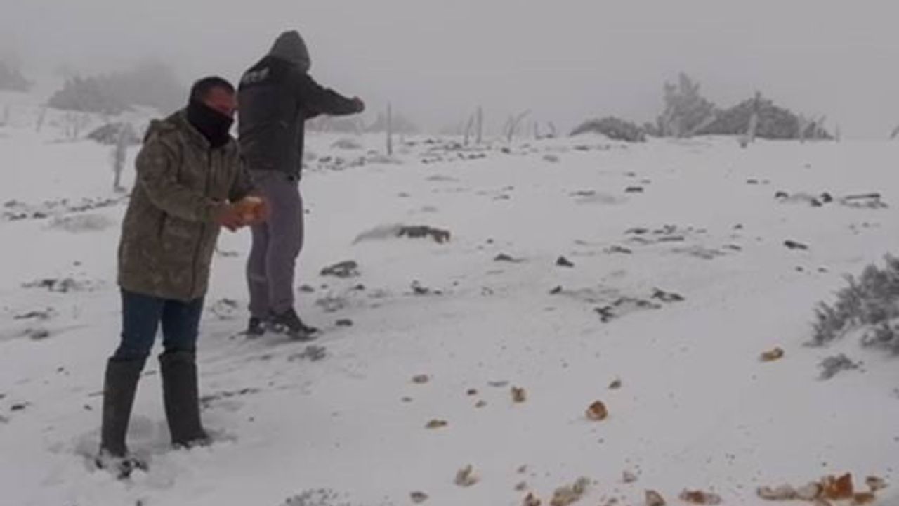 Halkapınar’da Kar Etkili: Kar Kalınlığı 15 Santimetreye Ulaştı, Doğaseverler Yaban Hayvanlarına Destek Verdi