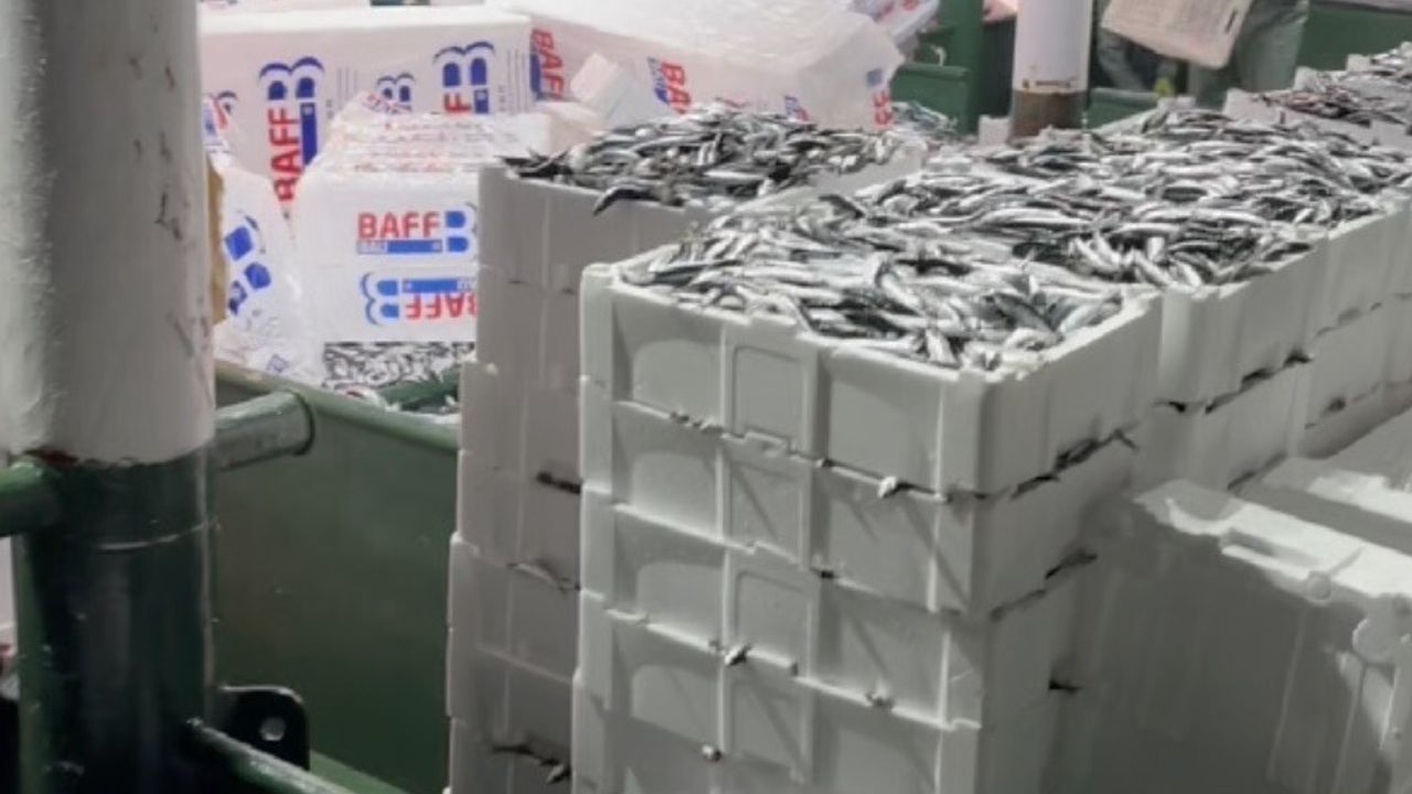 Hamsi bolluğu av baskısı yarattı: Şok tesisleri doldu, taşıyıcı kamyonlar yetersiz