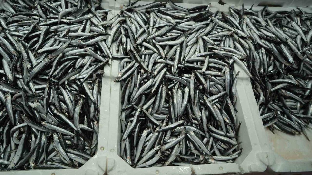 Hamside bolluk azaldı: Fiyat kilo başına 200 TL'ye yükseldi