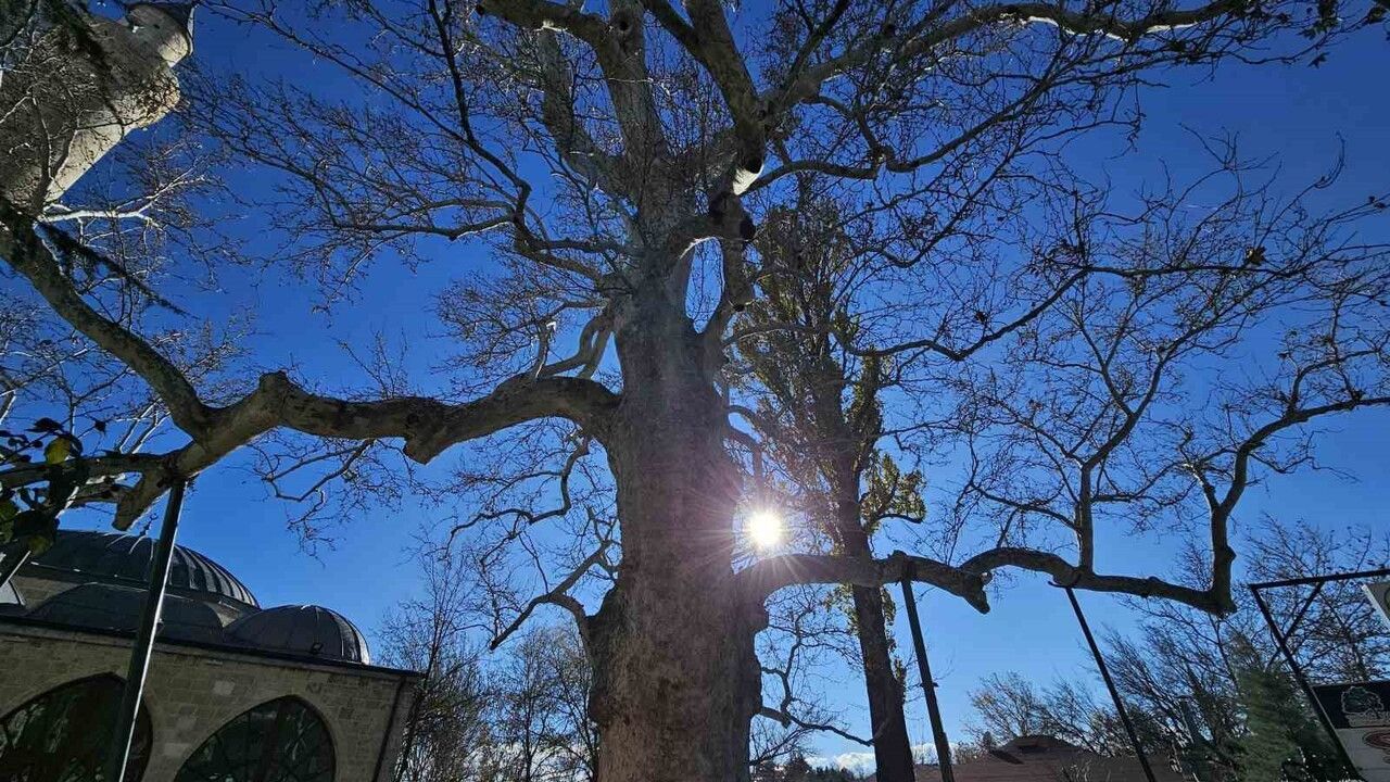 Harput'un 300 Yıllık Çınarı: Kurşunlu Camii'nin Simge Ağacı
