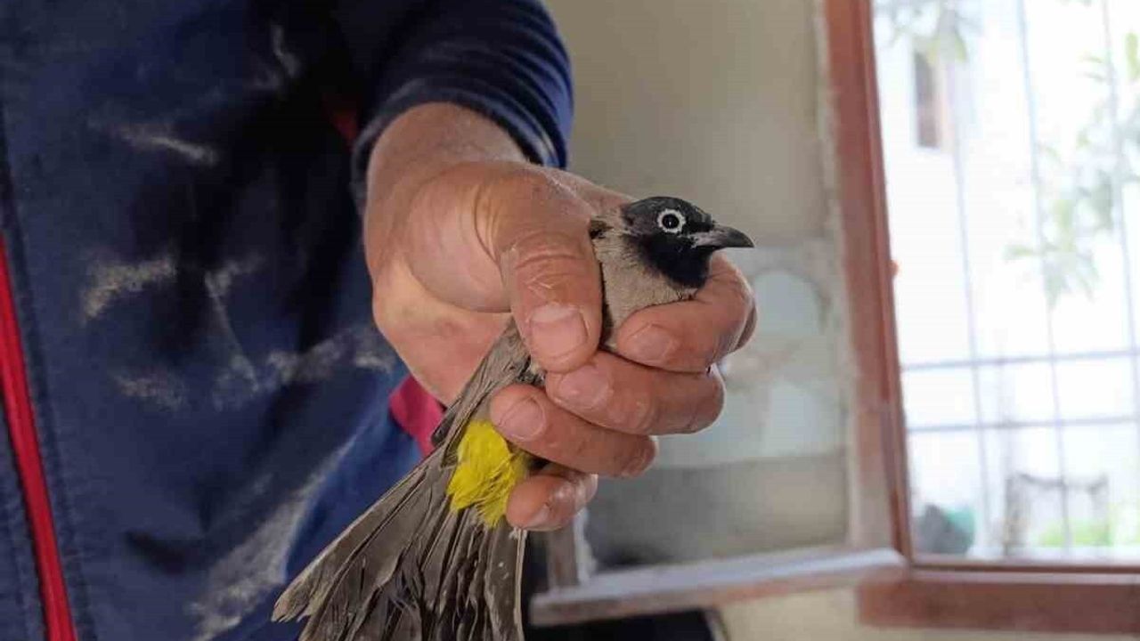 Hatay Arsuz'da iş yerinin bacasına sıkışan kuş itfaiye ekiplerince kurtarıldı