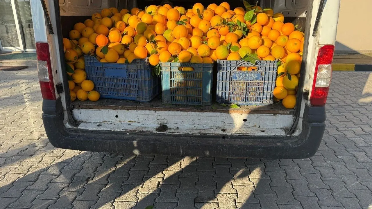 Hatay'da 2 ton portakal çalarken suçüstü yakalanan 5 kişi gözaltına alındı