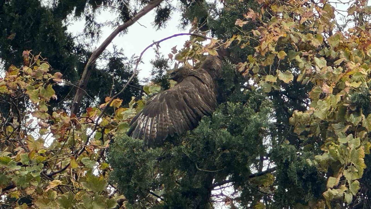 Hatay'da ağaçta mahsur kalan şahin itfaiye tarafından kurtarıldı