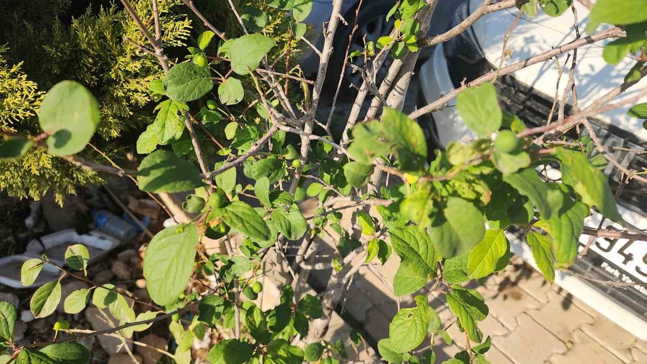 Hatay'da Aralıkta Meyve Veren Erik Ağacı Yerel Dikkati Çekti