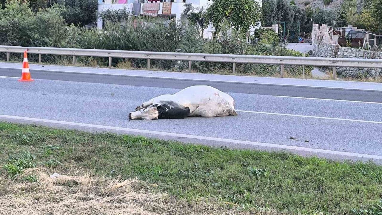 Hatay'da devrilen tır alev aldı: 2 kişi yaşamını yitirdi, anguslar otobana yayıldı
