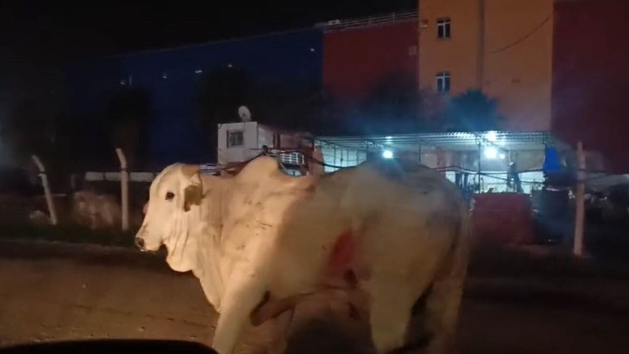 Hatay'da devrilen tırdan kaçan anguslar uyuşturucu iğneyle sakinleştirilerek yakalandı