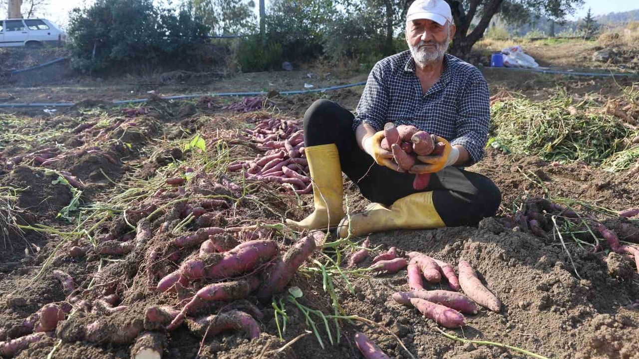 Hatay’da kuraklık tatlı patates verimini yarıya düşürdü, son hasat yapıldı