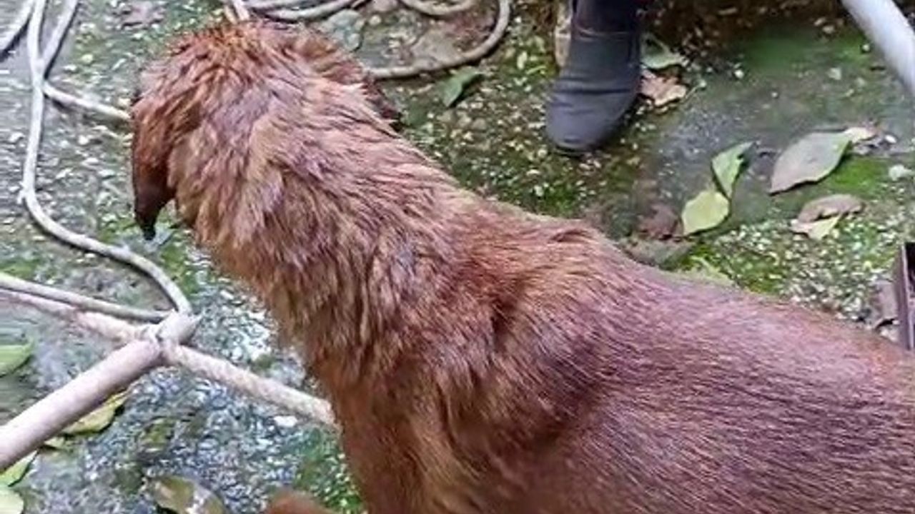 Hatay'da Su Kuyusuna Düşen Köpek İtfaiye Ekipleri Tarafından Kurtarıldı