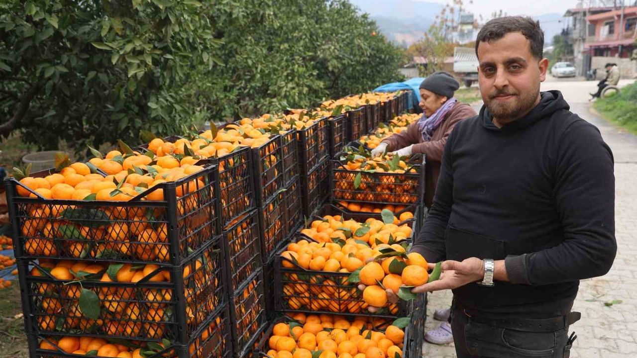 Hatay'da tarla fiyatı 2 TL'ye gerileyen mandalina üreticilerinden market fiyatlarına tepki