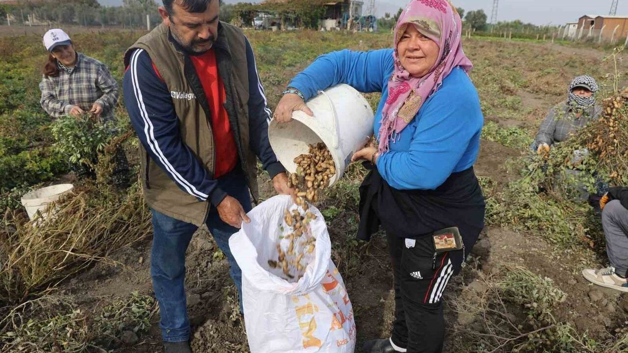 Hatay'da yer fıstığı hasadı başladı: Kuraklık rekolteyi yarı yarıya düşürdü, tarladan-market farkı dikkat çekiyor