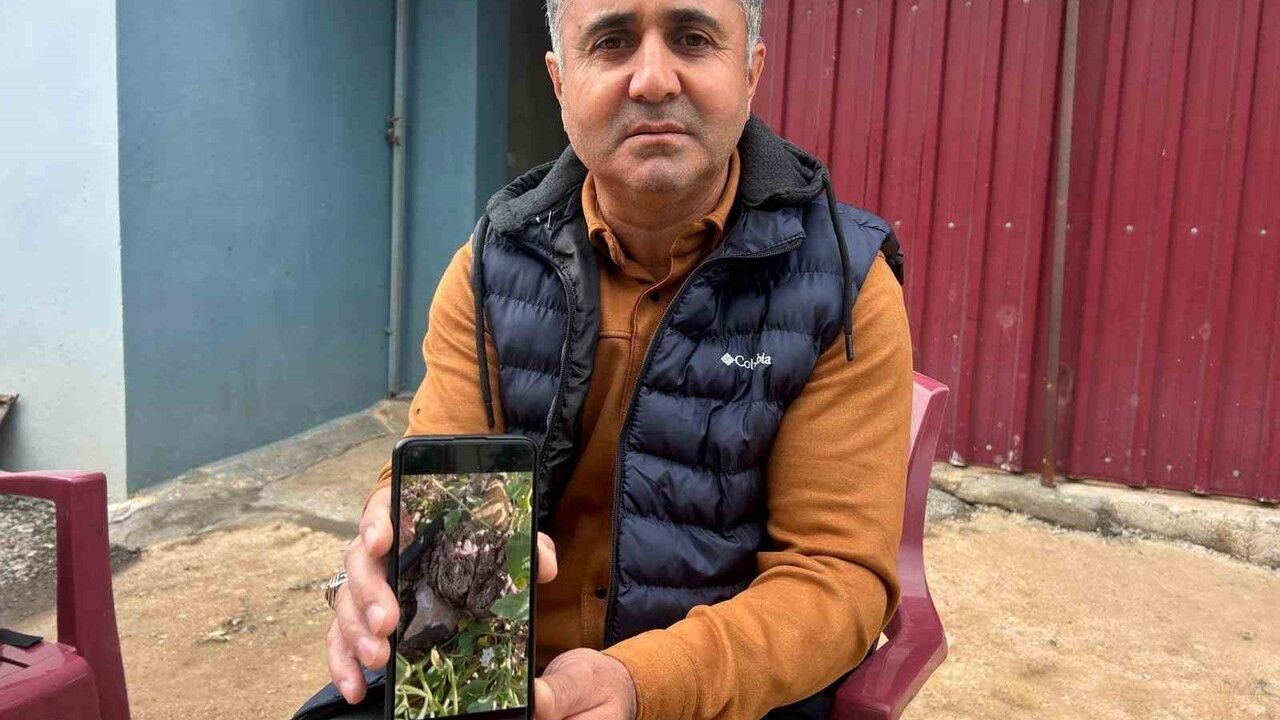 Hataylı çiftçi Doğan Atılgan, mandalina fidelerine zarar veren yavru tavşanları elleriyle yakaladı