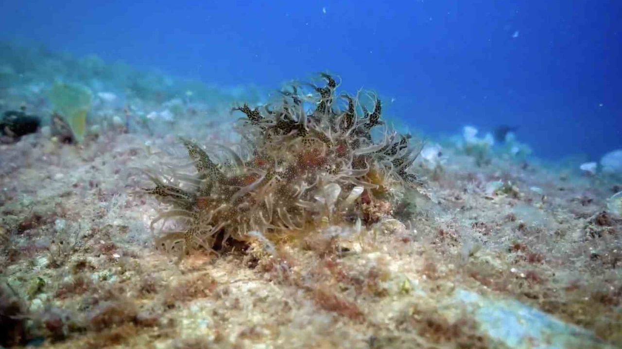 Hayalet ağlarla mücadelede 420 milyon m² tarama yapıldı, 360 bin m² ağ sudan çıkarıldı