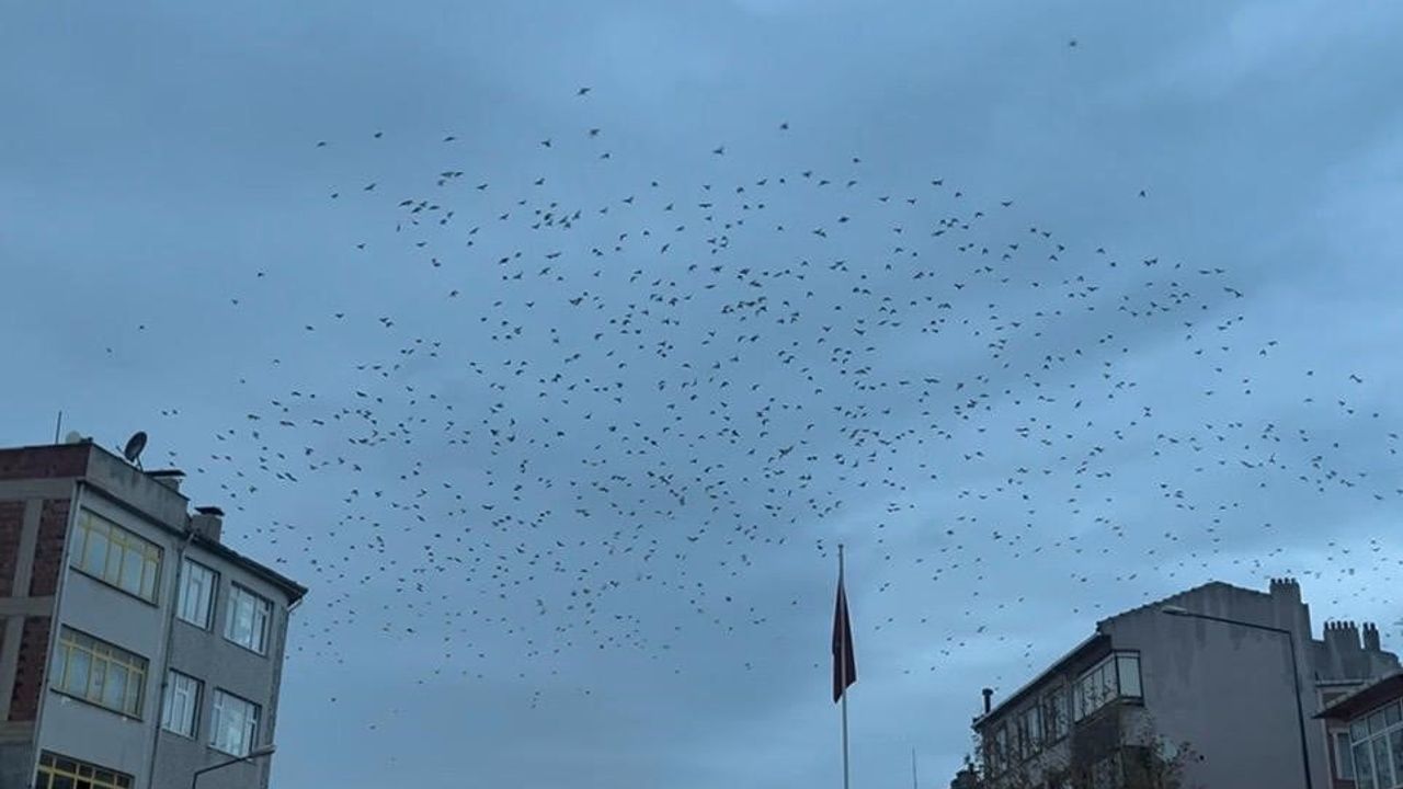Hayrabolu semalarında kargaların yoğun uçuşu vatandaşları şaşırttı