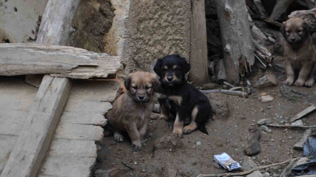 Hisarardı'da art arda köpek ölümleri: Muhtar Hasan Aydın'dan Yalvaç Belediyesi'ne tepki