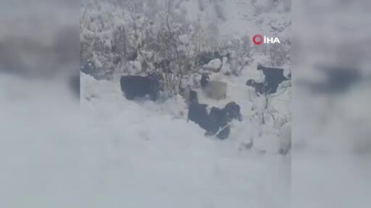 Hizan'da Yoğun Kar Yağışı Bozpınar ve Üçlü Mezrası'ndaki Sürüleri Hazırlıksız Yakaladı