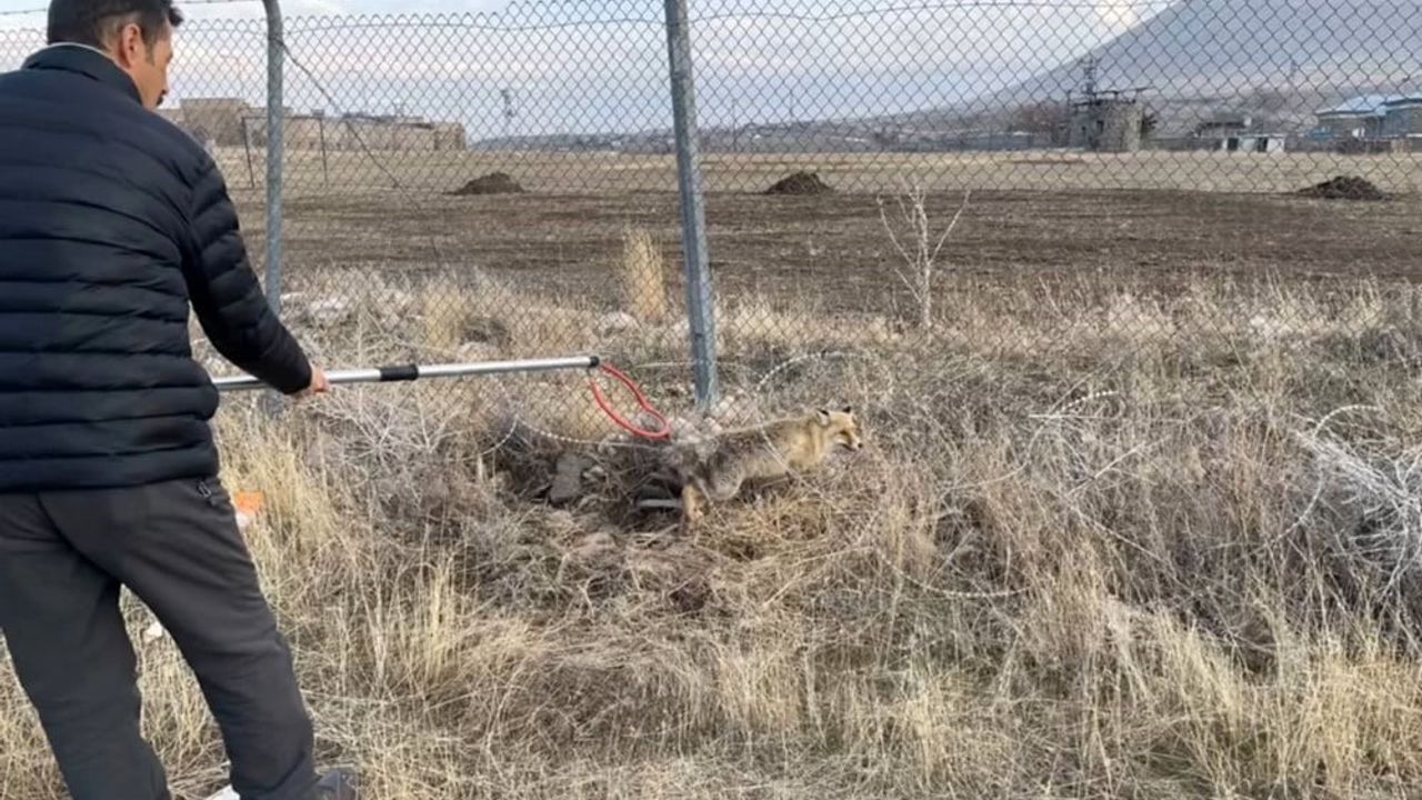 Iğdır'da Yaralı Kızıl Tilki Tedavi Edilerek Doğaya Salındı