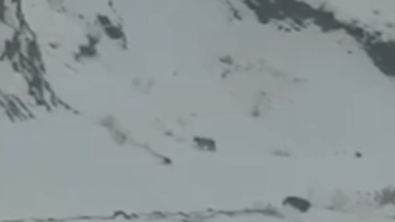 Iğdır'da yoğun kar nedeniyle köye inen 3 vaşak görüntülendi