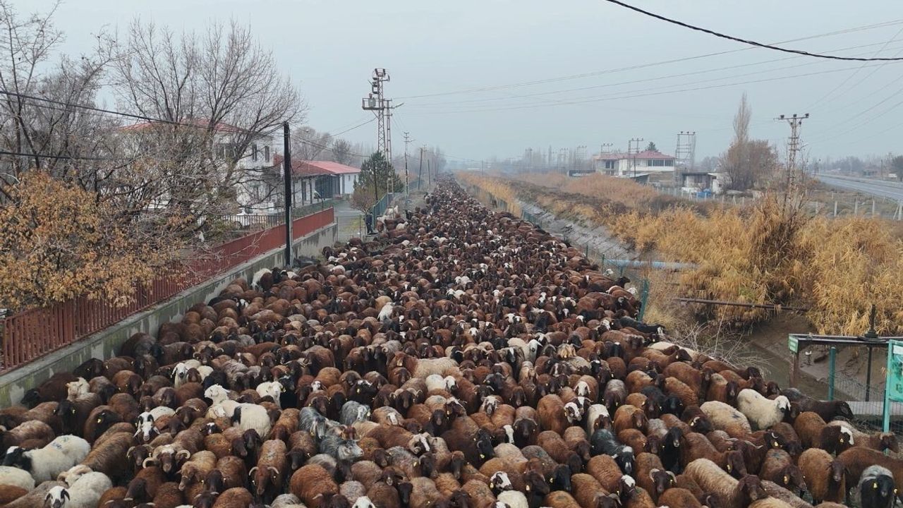 Iğdırlı göçerler, binlerce hayvanla zorlu dönüşün ardından Iğdır’a ulaştı