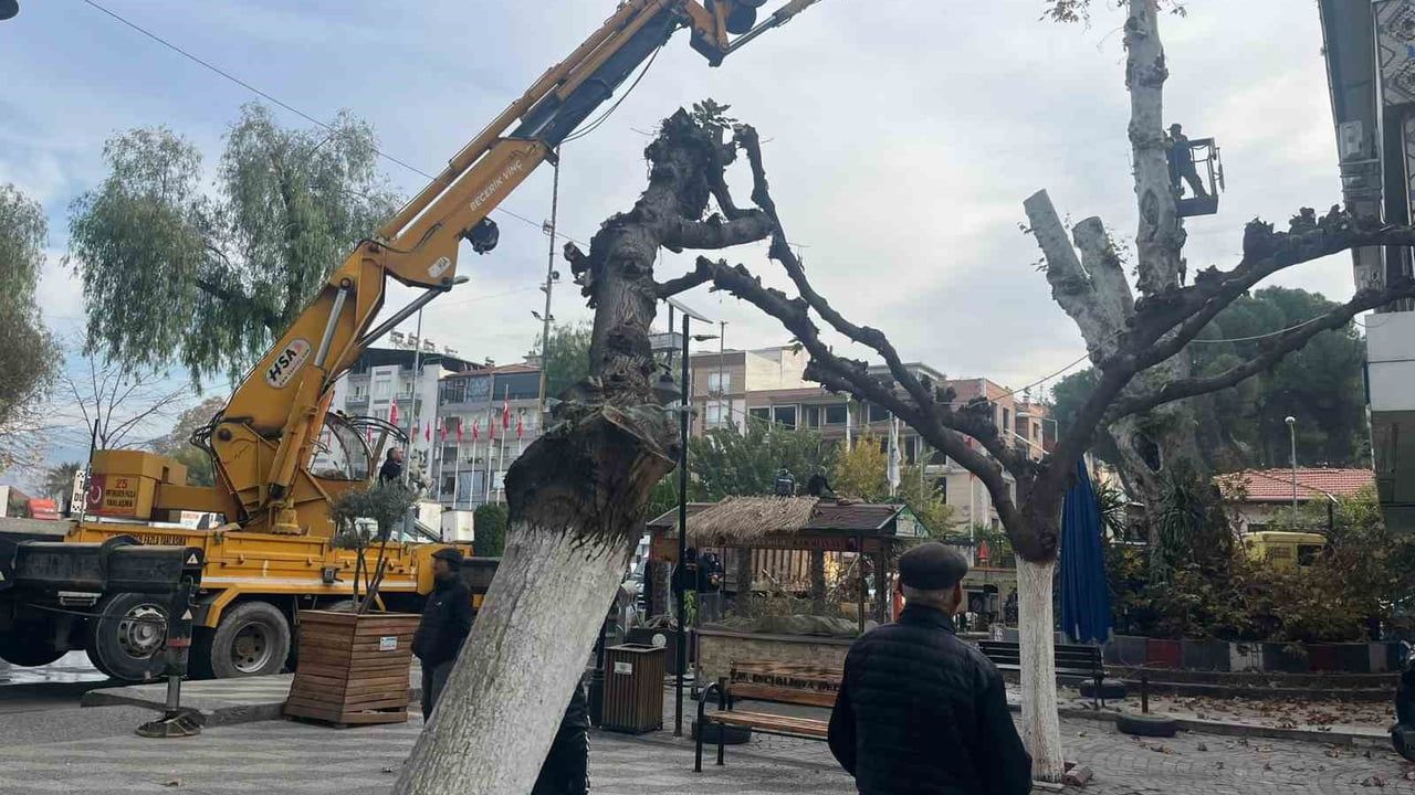 İncirliova'da 200 yıla yakın çınar, devrilme riskine karşı budandı